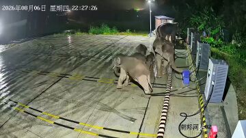 Un elefante derriba una unidad de carga de coches el&eacute;ctricos despu&eacute;s de que su cr&iacute;a se enredara la pata en los cables