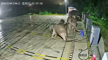 Un elefante derriba una unidad de carga de coches eléctricos después de que su cría se enredara la pata en los cables Un elefante derriba una unidad de carga de coches eléctricos después de que su cría se enredara la pata en los cables