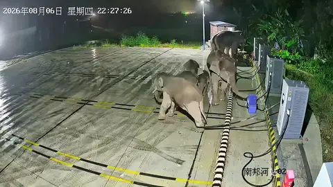 Un elefante derriba una unidad de carga de coches eléctricos después de que su cría se enredara la pata en los cables Un elefante derriba una unidad de carga de coches eléctricos después de que su cría se enredara la pata en los cables