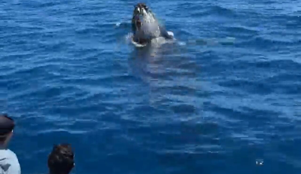 Una ballena nada bajo un barco tur&iacute;stico y luego salta en el aire en un momento dram&aacute;tico