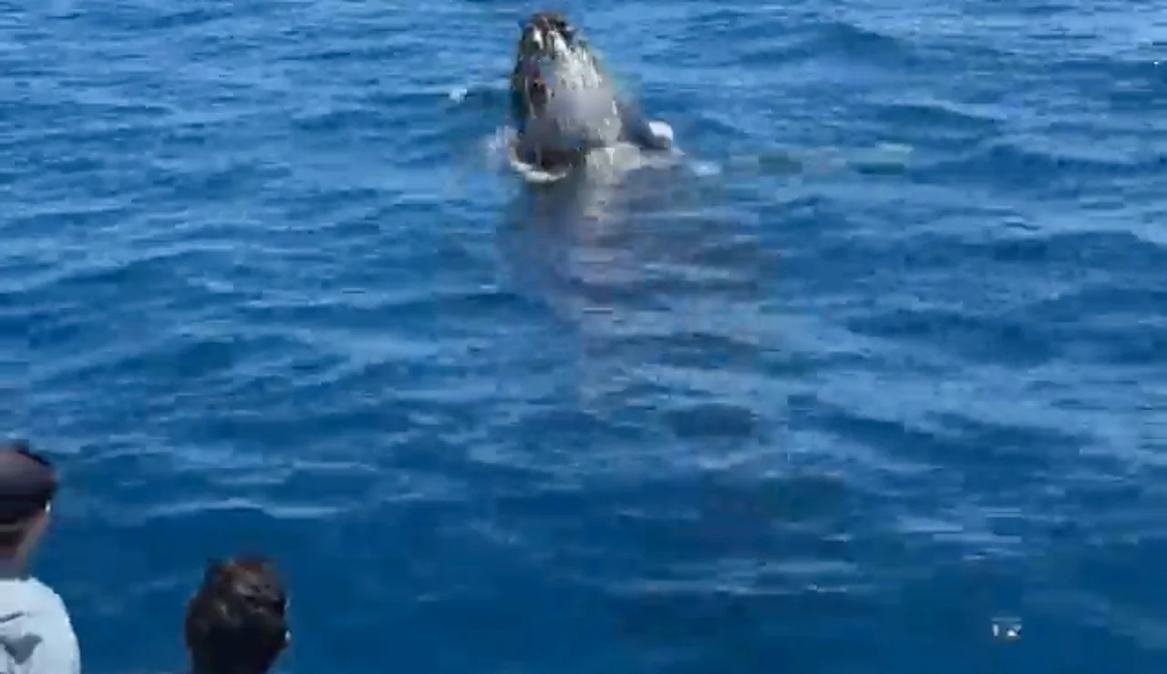 Una ballena nada bajo un barco turístico y luego salta en el aire en un momento dramático
