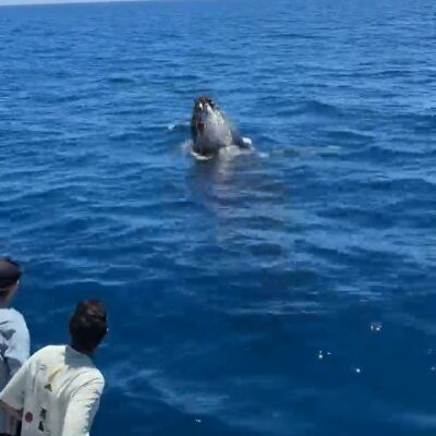 Una ballena nada bajo un barco tur&iacute;stico y luego salta en el aire en un momento dram&aacute;tico
