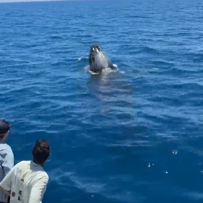 Una ballena nada bajo un barco turístico y luego salta en el aire en un momento dramático