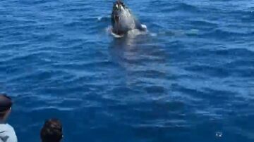 Una ballena nada bajo un barco tur&iacute;stico y luego salta en el aire en un momento dram&aacute;tico