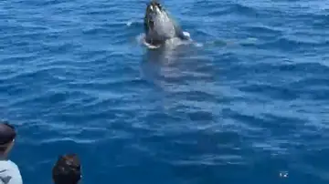 Una ballena nada bajo un barco turístico y luego salta en el aire en un momento dramático Una ballena nada bajo un barco turístico y luego salta en el aire en un momento dramático