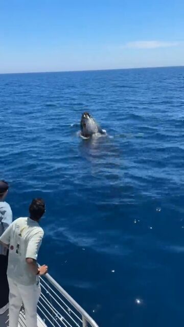 Una ballena nada bajo un barco tur&iacute;stico y luego salta en el aire en un momento dram&aacute;tico