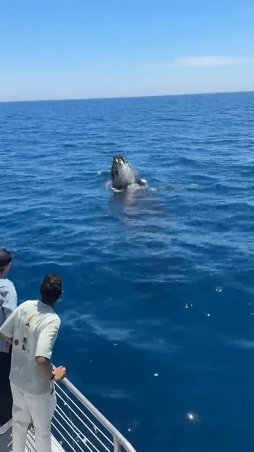 Una ballena nada bajo un barco turístico y luego salta en el aire en un momento dramático Una ballena nada bajo un barco turístico y luego salta en el aire en un momento dramático