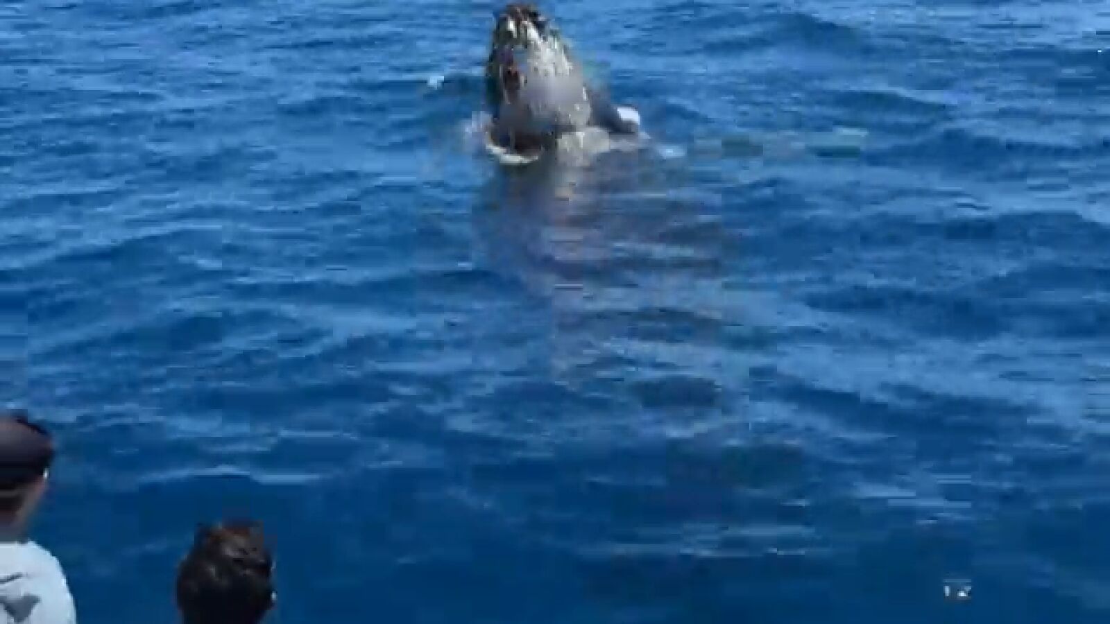 Una ballena nada bajo un barco turístico y luego salta en el aire en un momento dramático