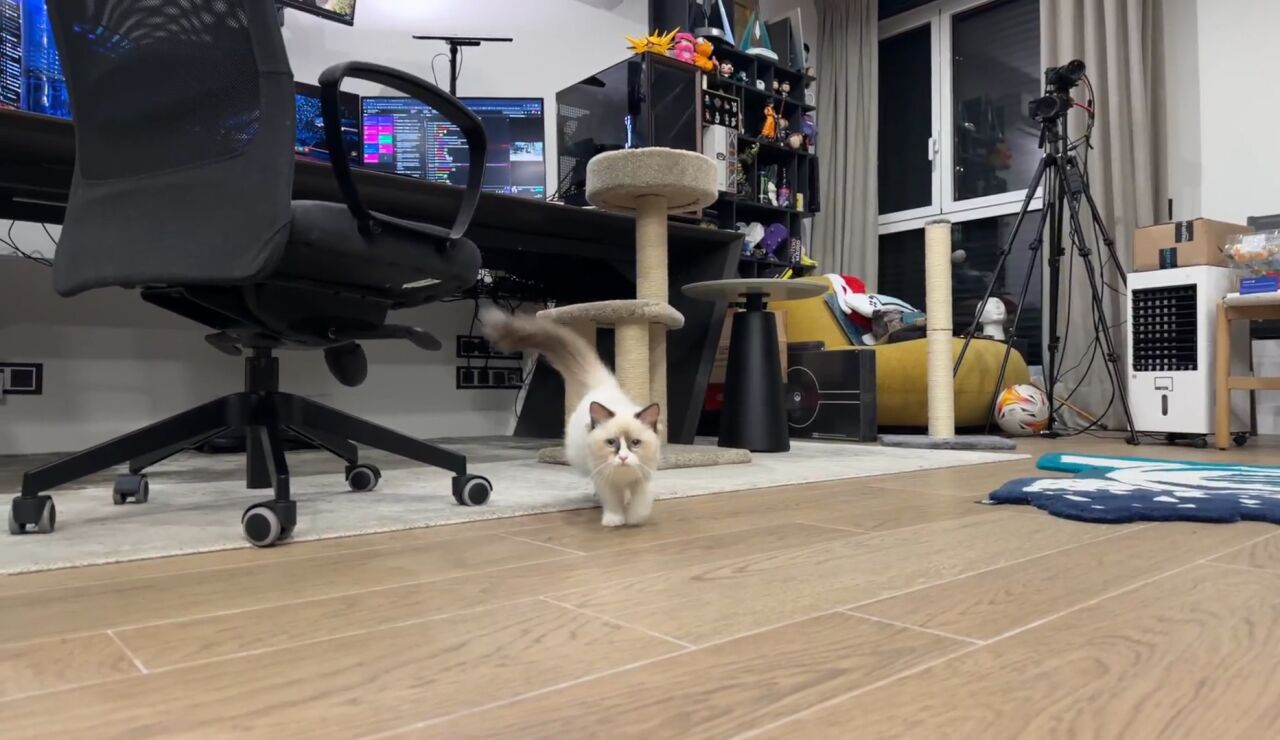 Sisi en el stream del Xokas
