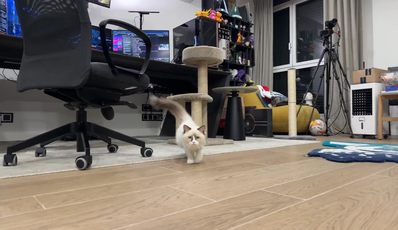 Sisi en el stream del Xokas