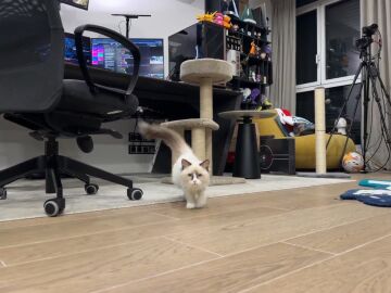 Sisi en el stream del Xokas