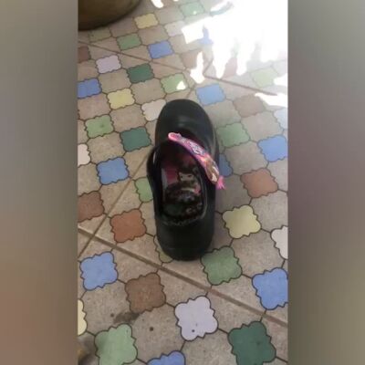 Encuentra una pit&oacute;n en su zapatilla