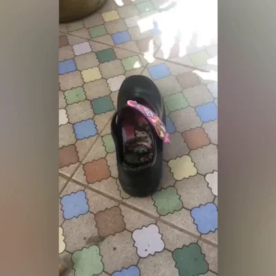 Encuentra una pitón en su zapatilla