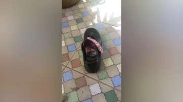 Encuentra una pitón en su zapatilla Encuentra una pitón en su zapatilla