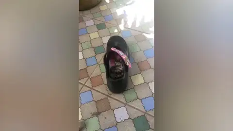 Encuentra una pitón en su zapatilla Encuentra una pitón en su zapatilla