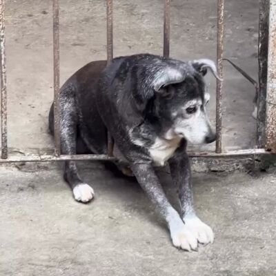 Rescatan a un perro gordo que se qued&oacute; atrapado en unos barrotes tras asustarse por unos fuegos artificiales