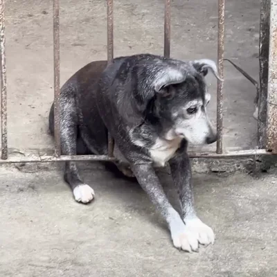 Rescatan a un perro gordo que se quedó atrapado en unos barrotes tras asustarse por unos fuegos artificiales