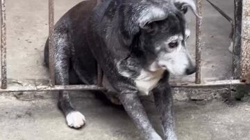 Rescatan a un perro gordo que se qued&oacute; atrapado en unos barrotes tras asustarse por unos fuegos artificiales