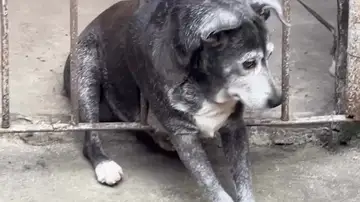 Rescatan a un perro gordo que se quedó atrapado en unos barrotes tras asustarse por unos fuegos artificiales Rescatan a un perro gordo que se quedó atrapado en unos barrotes tras asustarse por unos fuegos artificiales