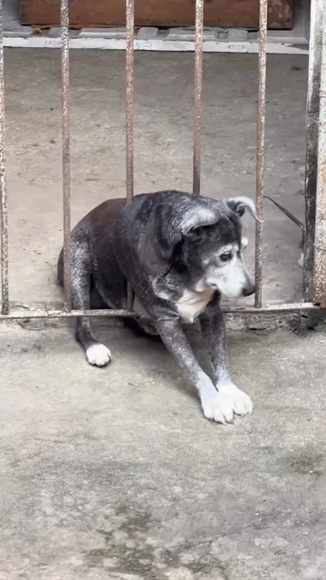 Rescatan a un perro gordo que se quedó atrapado en unos barrotes tras asustarse por unos fuegos artificiales Rescatan a un perro gordo que se quedó atrapado en unos barrotes tras asustarse por unos fuegos artificiales
